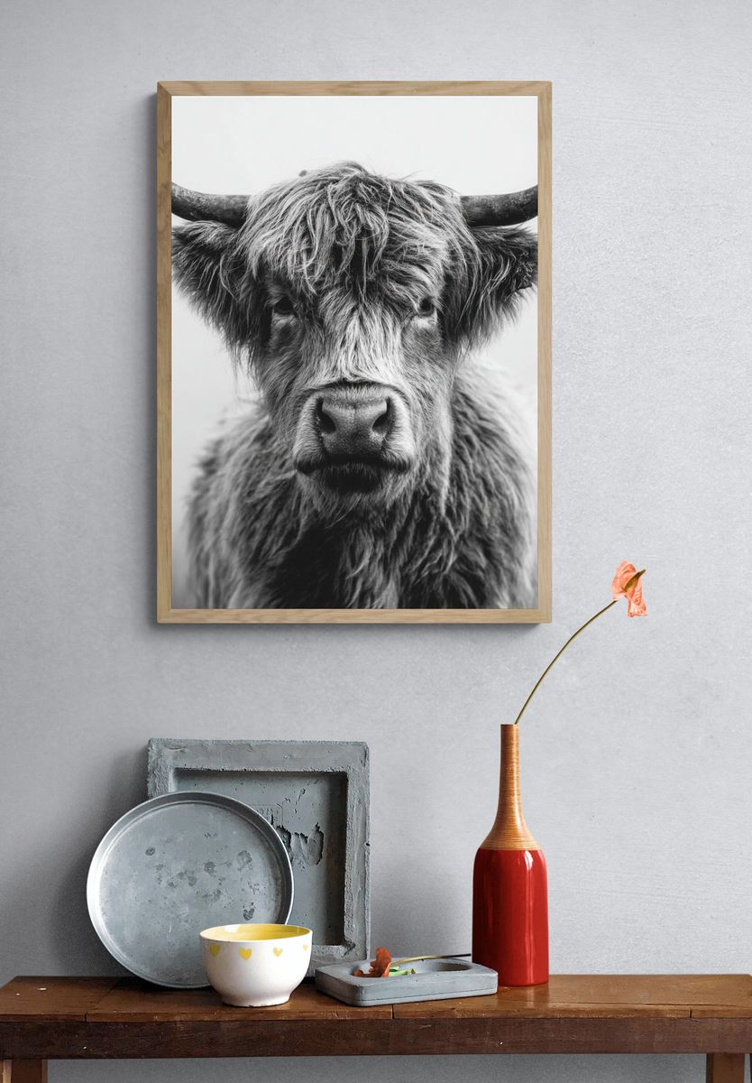 Highland Cow — Black and White Print. — room view 3