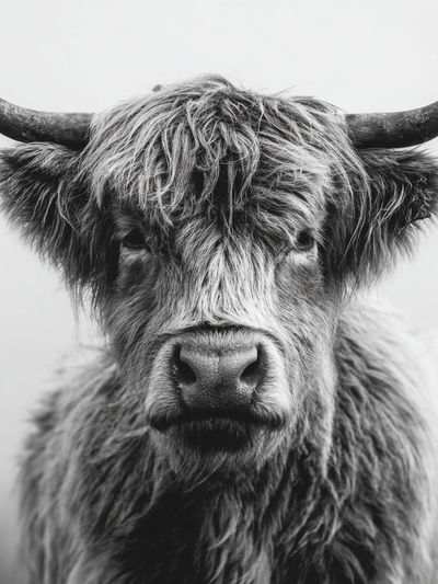 Highland Cow — Black and White Print. poster