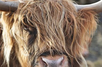 Highland Cow Close-Up Poster. poster print