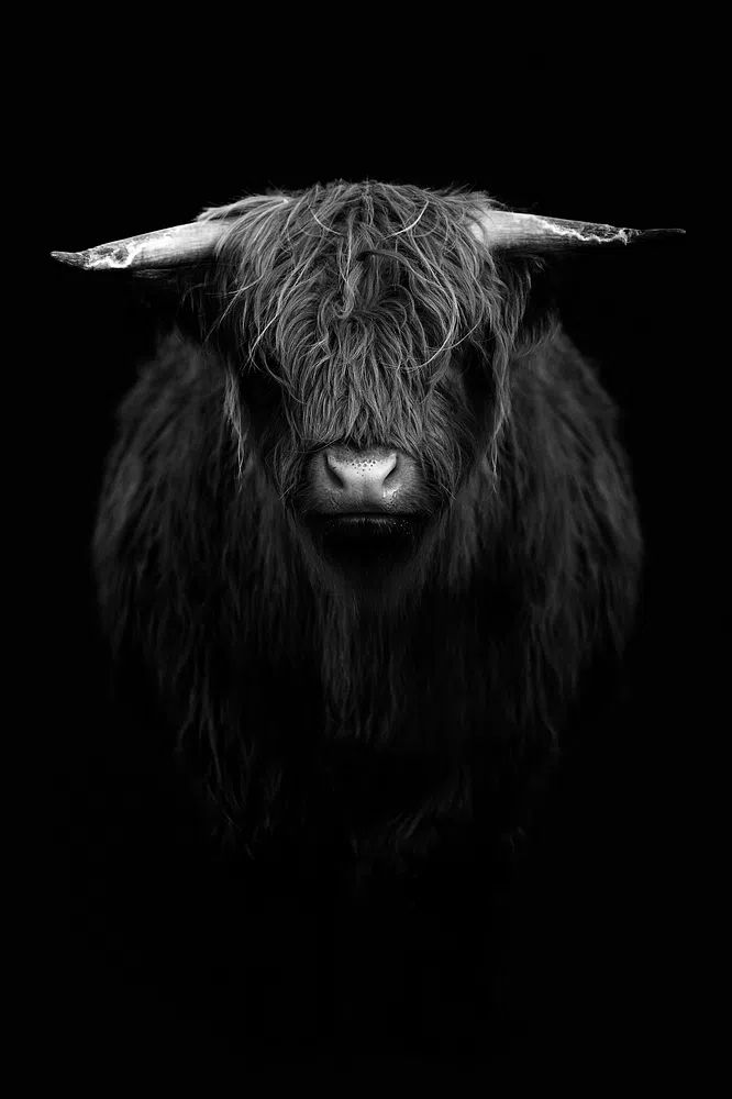Highland calf black white. poster — animals art