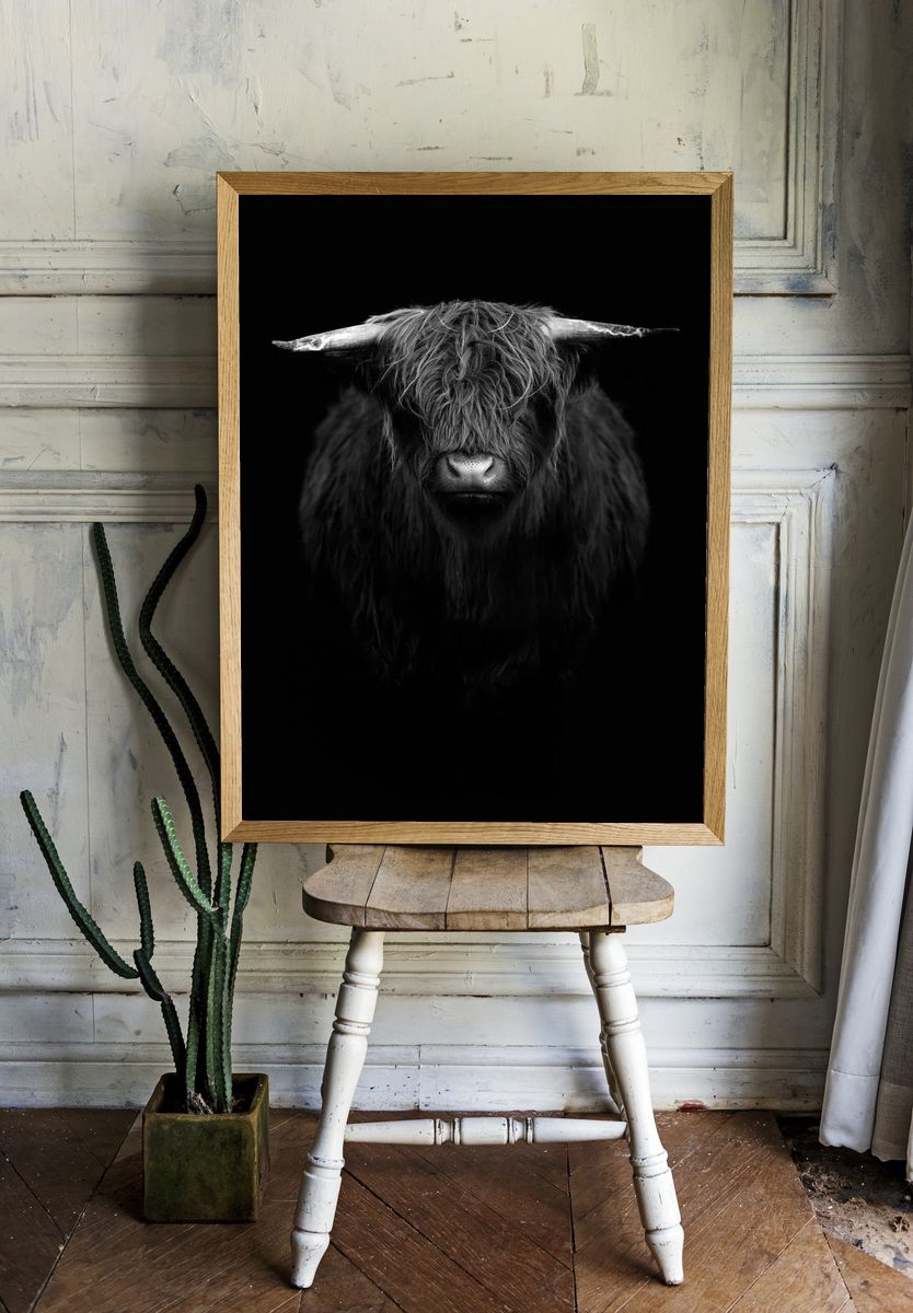 Highland calf black white. — room view 1