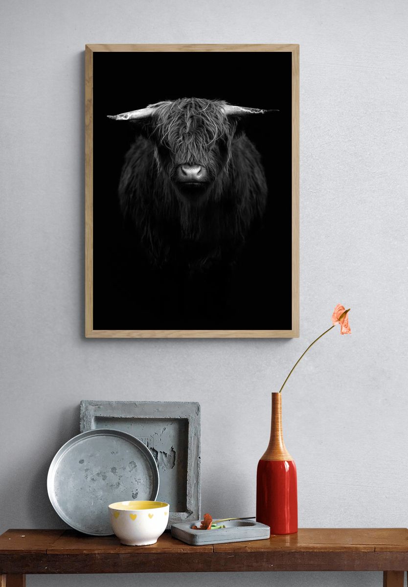 Highland calf black white. — room view 3