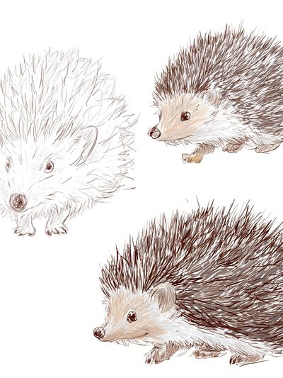 Hedgehog Sketch Illustration Poster. poster print