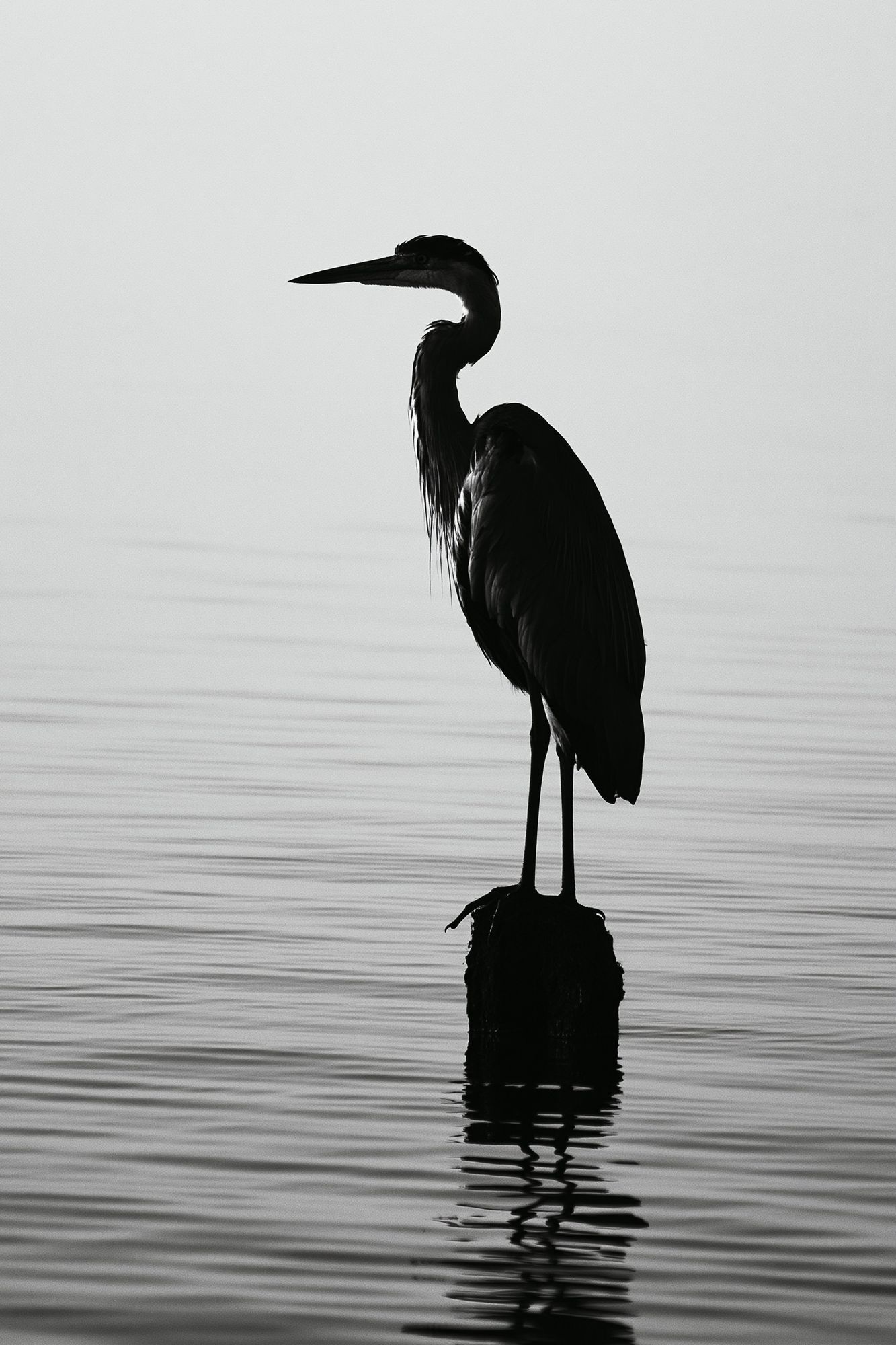 Heron Silhouette Photography Poster. poster detail