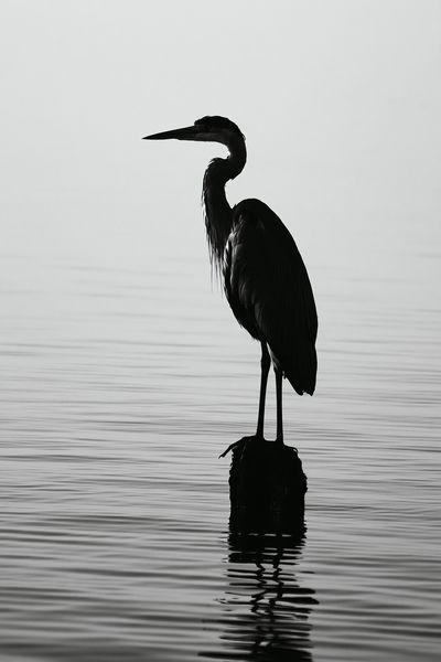 Heron Silhouette Photography Poster.