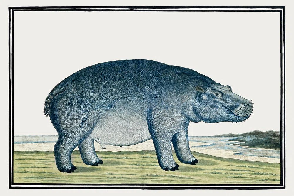 Hippo Illustration — Vintage Print. poster — animals art