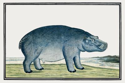 Hippo Illustration — Vintage Print. poster print