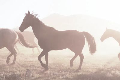 Horses head corral daily roundup.