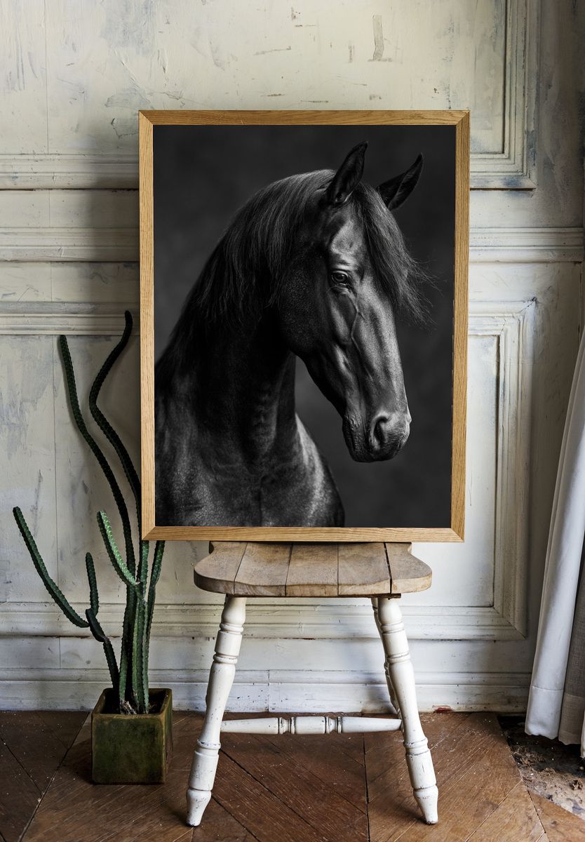 Black Horse Portrait Photography Poster. room preview