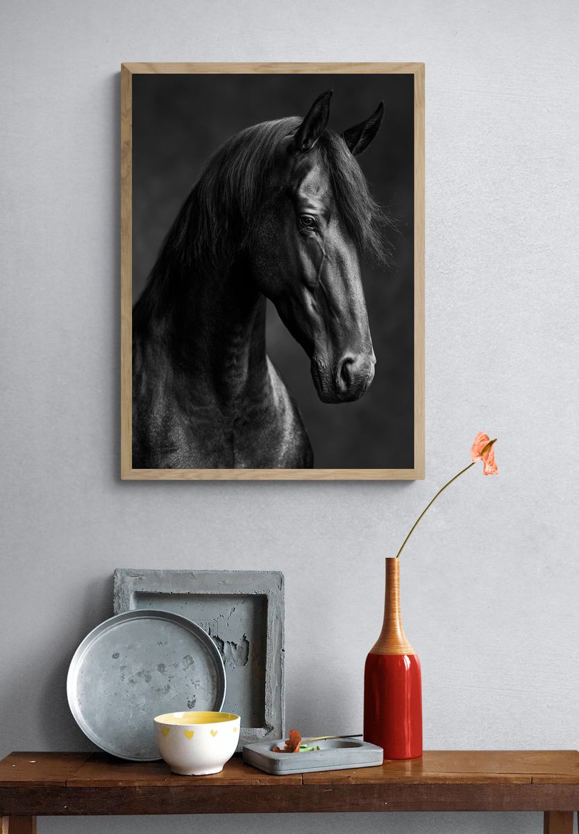 Black Horse Portrait Photography Poster. — room view 3