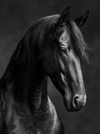 Black Horse Portrait Photography Poster.