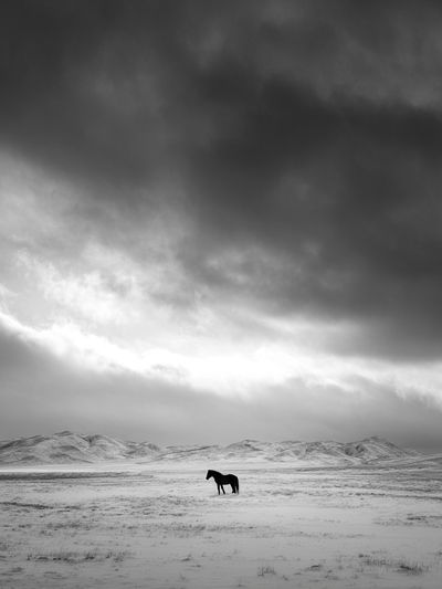 Solitary Horse in Snowy Landscape Poster. poster