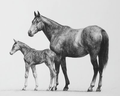 Horse and Foal Sketch Poster.