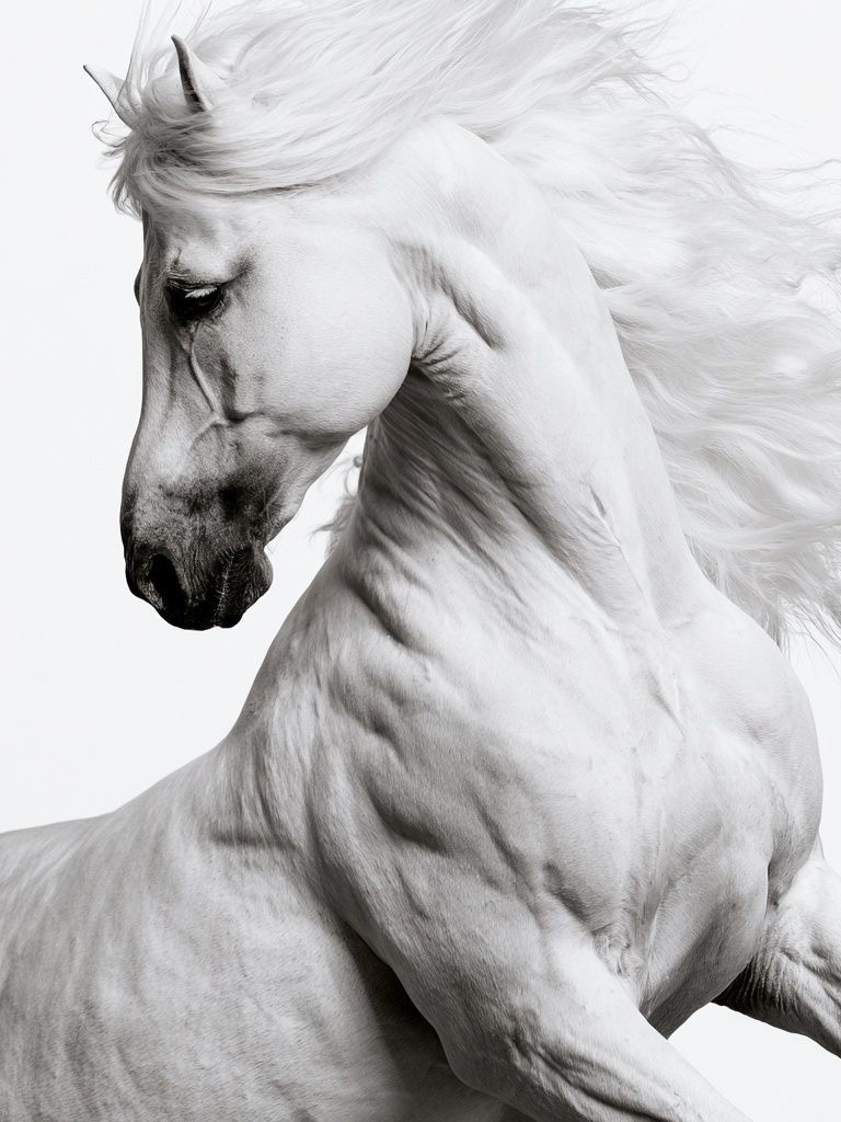 White Horse Portrait Photography Poster. poster detail