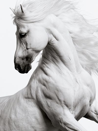 White Horse Portrait Photography Poster.