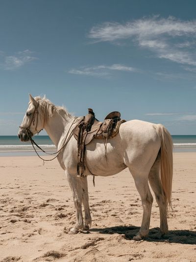 White Horse on Beach Photography Poster. poster