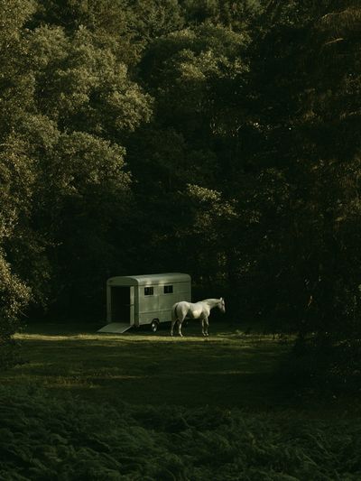 Horse in Forest Clearing Photography Poster.