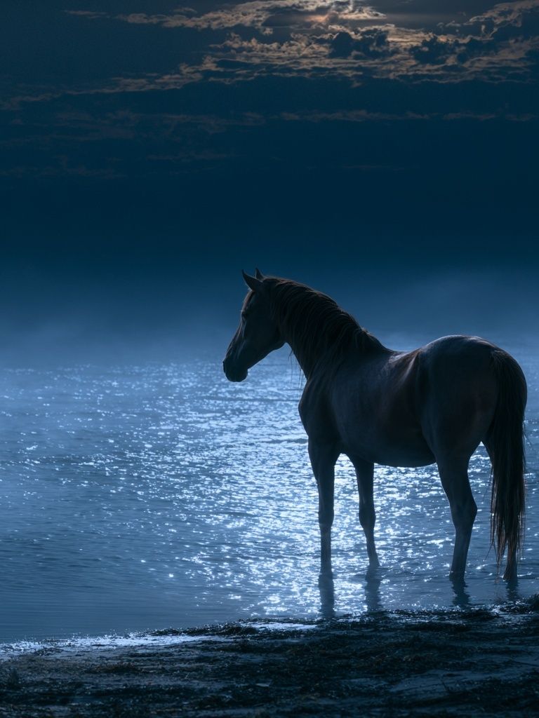 Moonlit Horse by the Water Poster. poster — animals art