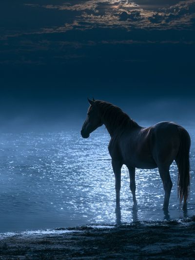 Moonlit Horse by the Water Poster.