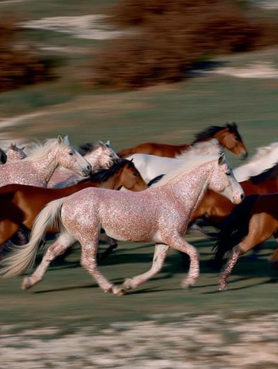 Running Horses Photography Poster.