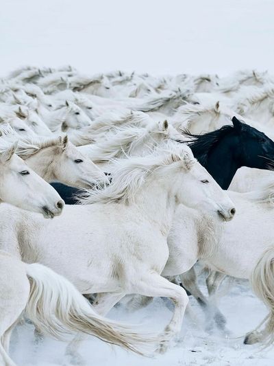 White Horses Herd Photography Poster. poster