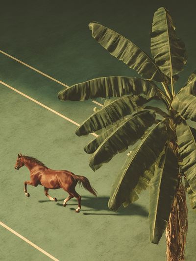 Horse and Palm Tree — Fine Art Print. poster