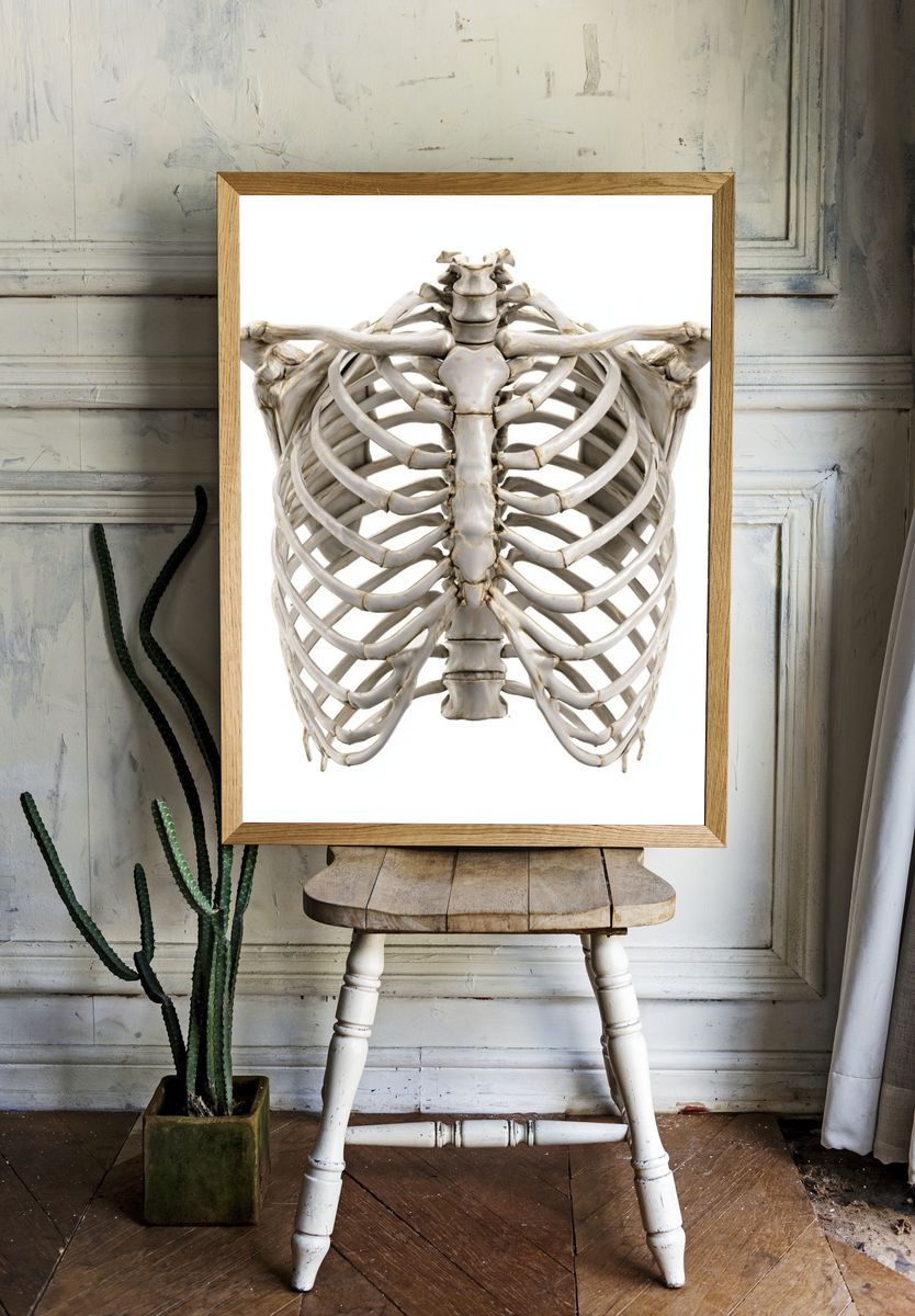 Human Ribcage Anatomy Print. — room view 1
