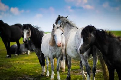 Horses in a Pastoral Scene Poster. poster print