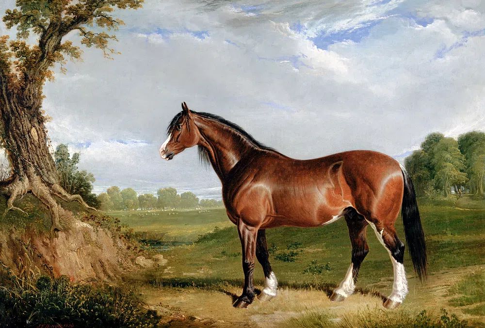 Majestic Horse in Nature — Fine Art Print. poster detail