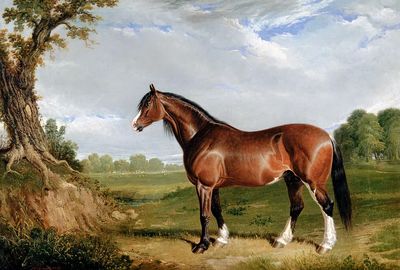 Majestic Horse in Nature — Fine Art Print. poster print