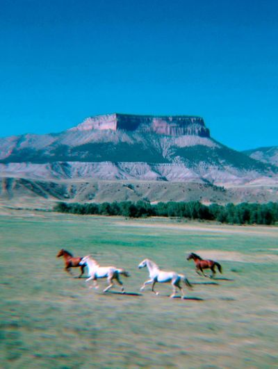 Galloping Horses in Nature Poster.