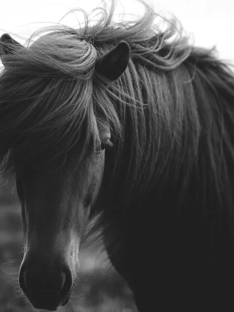 Horse in a field grayscale. poster — animals art