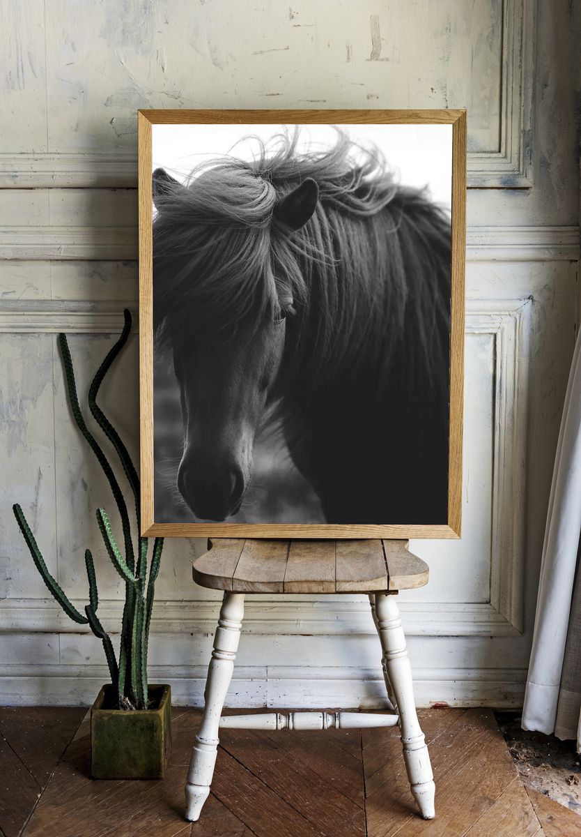 Horse in a field grayscale. room preview