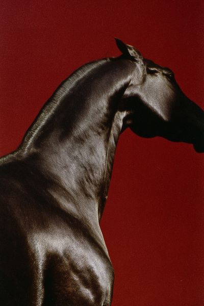 Majestic Horse