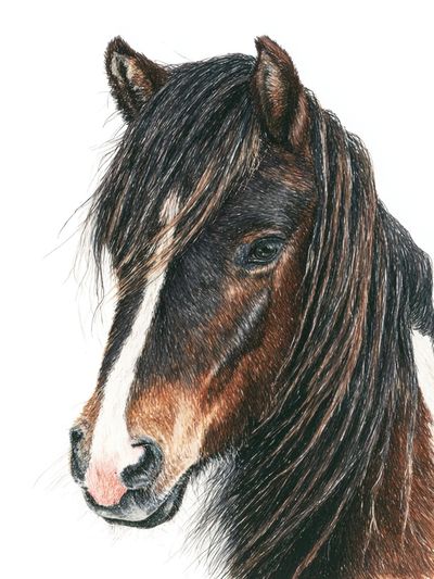 Majestic Horse Portrait — Animal Print. poster print