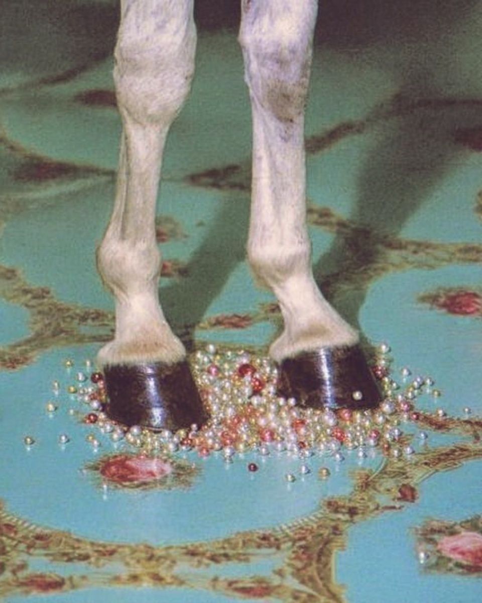 Horse Hooves on Carpet Photography Poster. poster — photography art