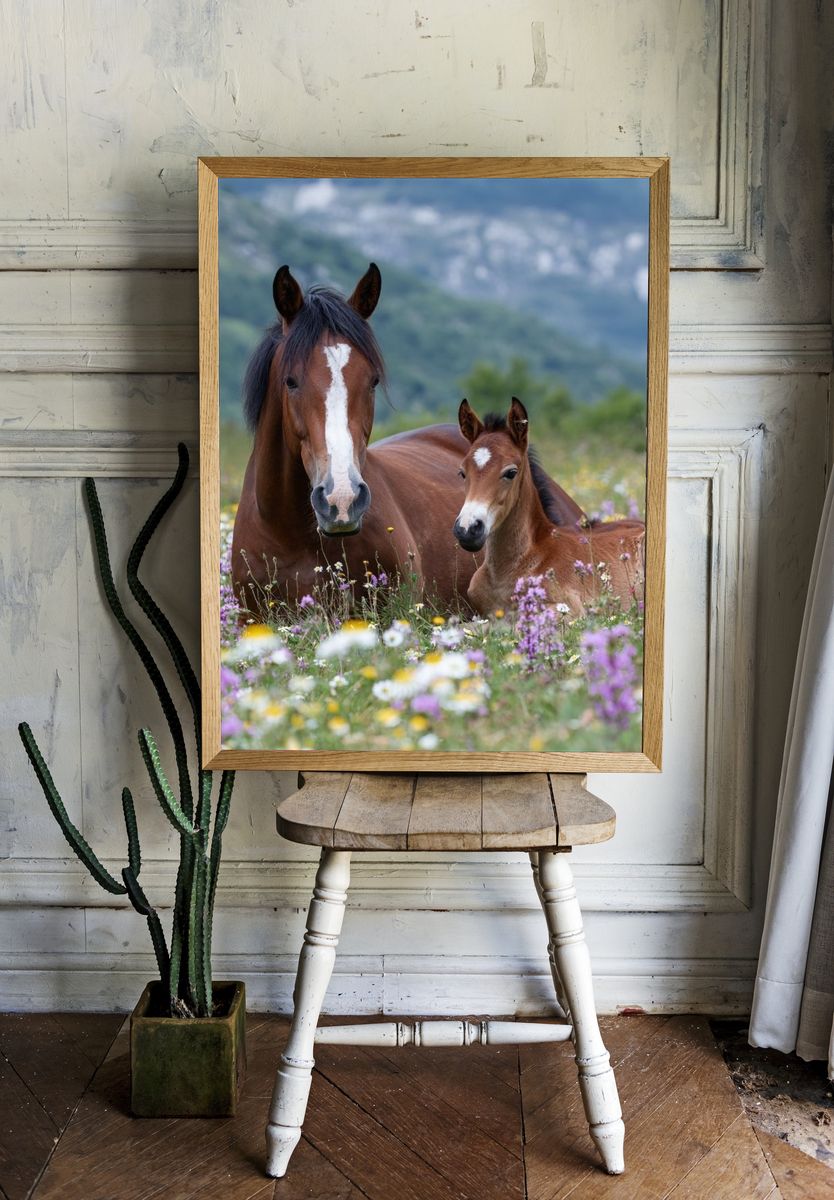 Horse and Foal Meadow Photography Poster. — room view 1