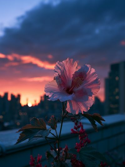 Hibiscus Sunset Cityscape Poster. poster