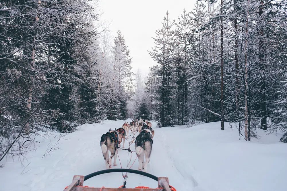 Husky Sledding in Winter Forest Poster. poster detail
