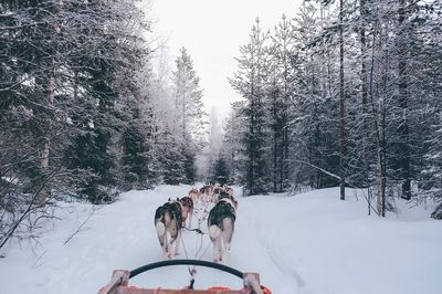 Husky Sledding in Winter Forest Poster