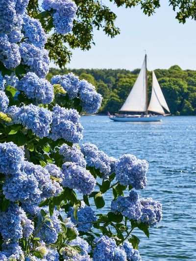 Hydrangeas by the Sailboat Poster.
