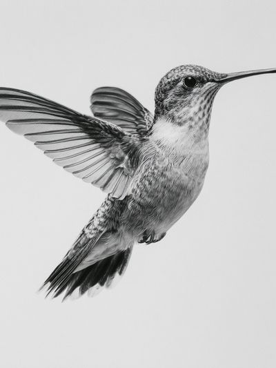 Hummingbird in Flight Black-White Print.