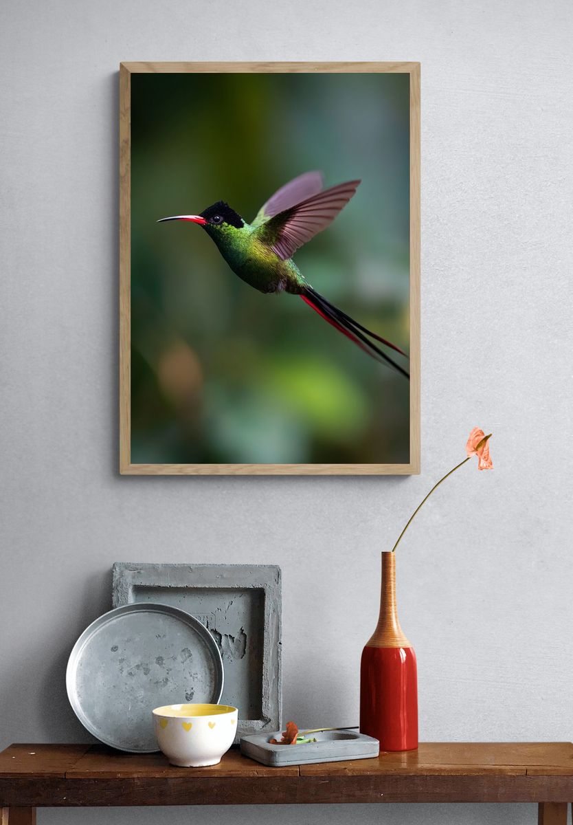 Hummingbird in Flight Photography Poster. — room view 3