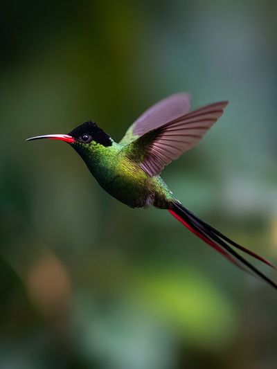 Hummingbird in Flight Photography Poster. poster