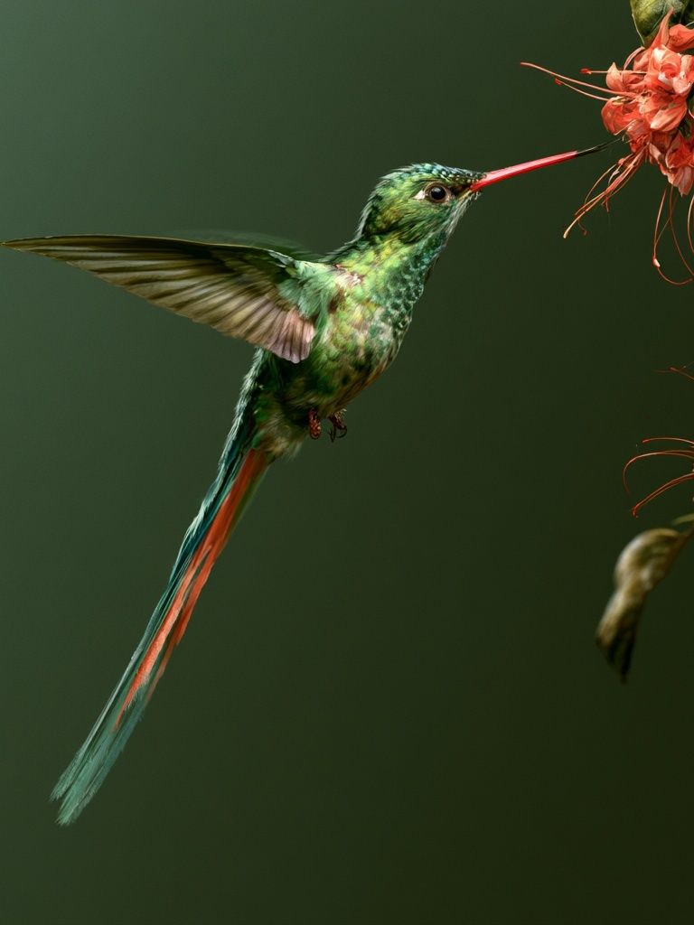 Hummingbird and Blossom Photography Poster. poster detail
