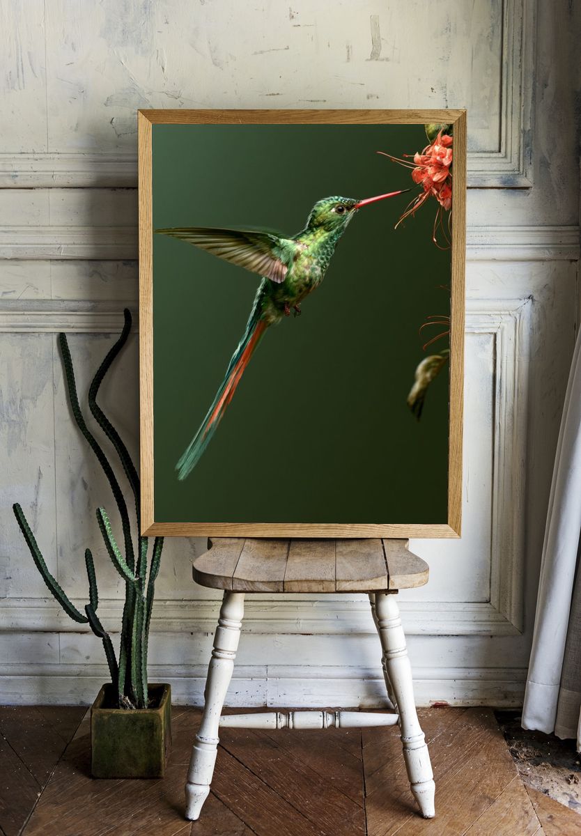 Hummingbird and Blossom Photography Poster. — room view 1