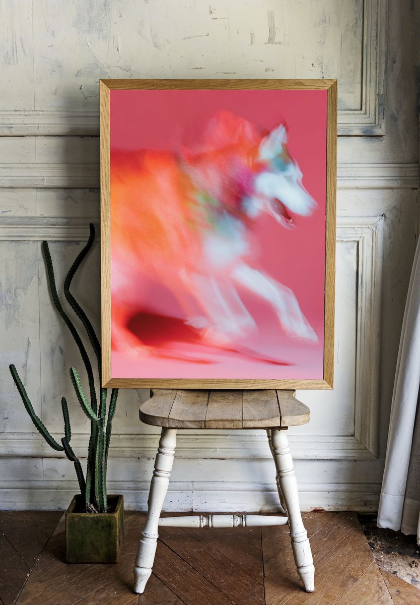 Colorful Husky Dog Poster. — room view 1