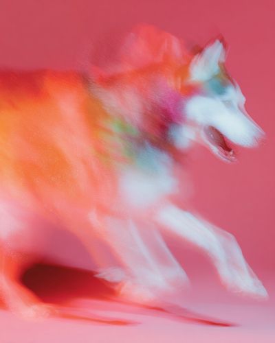 Colorful Husky Dog Poster. poster print