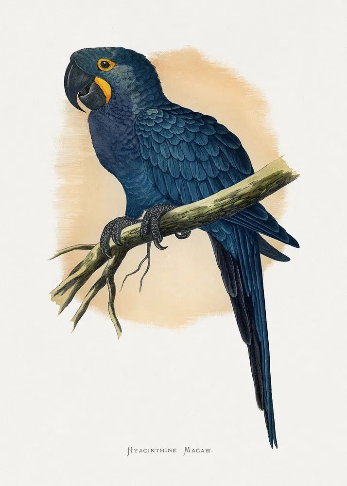 Hyacinth Macaw Vintage Illustration Poster. poster detail