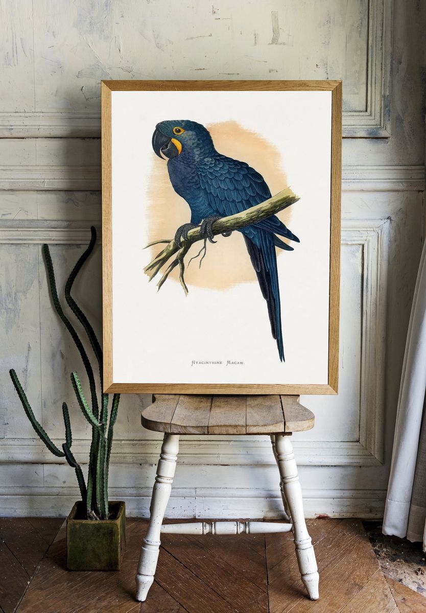 Hyacinth Macaw Vintage Illustration Poster. — room view 1